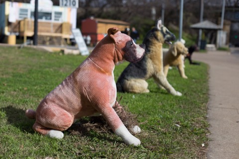 Pet supplies store